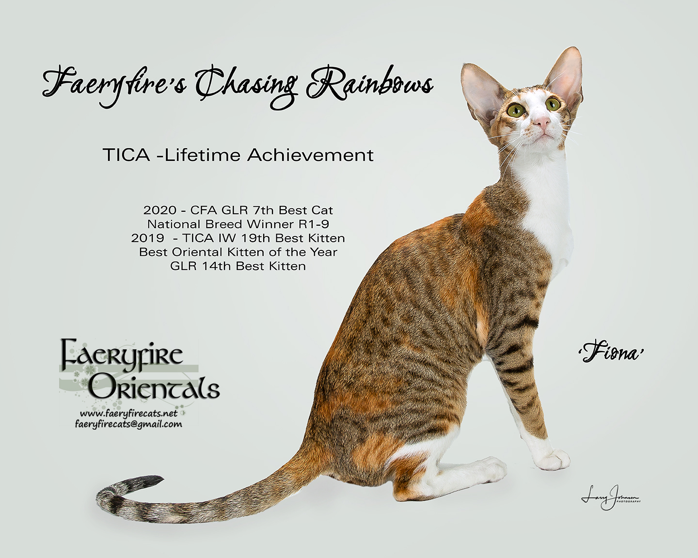 Oriental Shorthair Cat